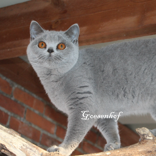 Foto van de poes