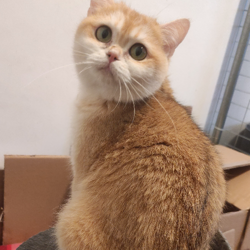 Foto van de poes