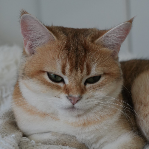 Foto van de poes
