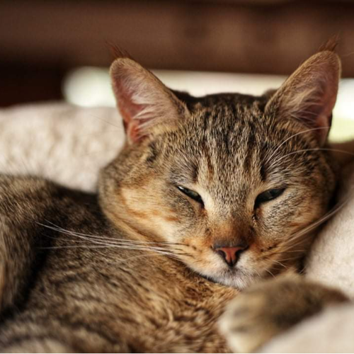 Foto van de poes