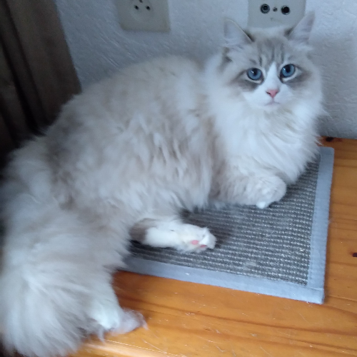 Foto van de poes