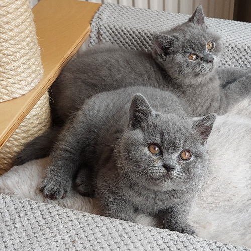 Foto van de poes