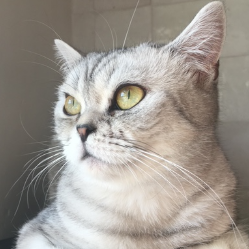 Foto van de poes