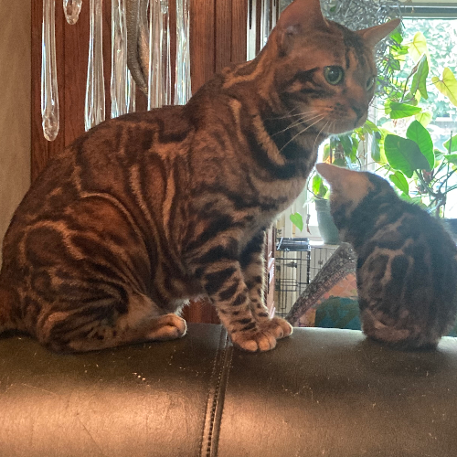 Foto van de poes