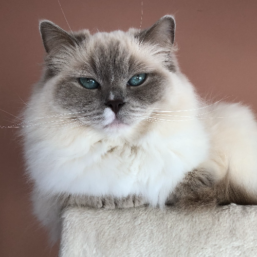 Foto van de poes
