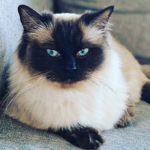 Foto van de poes