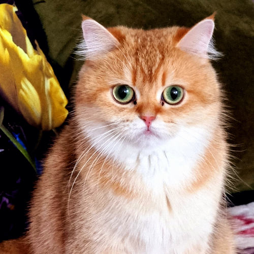 Foto van de poes