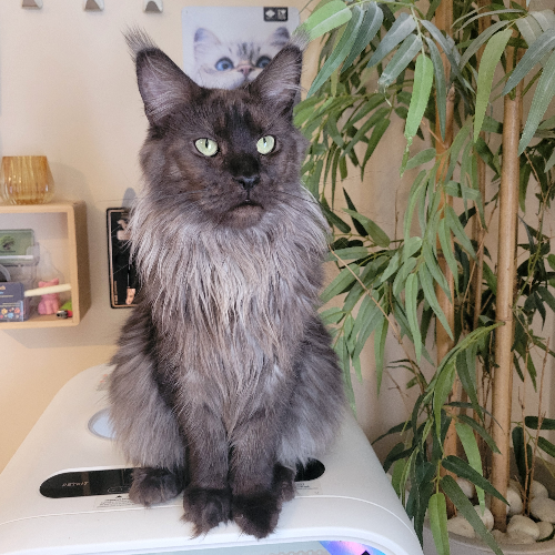 Foto van de poes