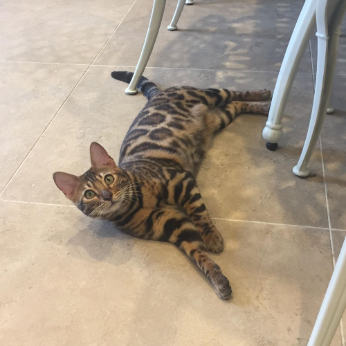 Foto van de poes