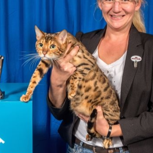 Foto van de poes