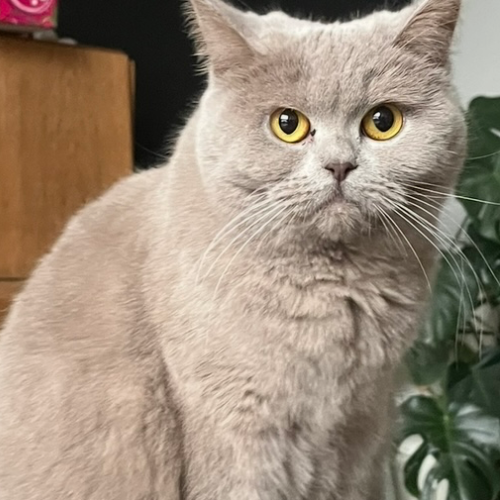 Foto van de poes