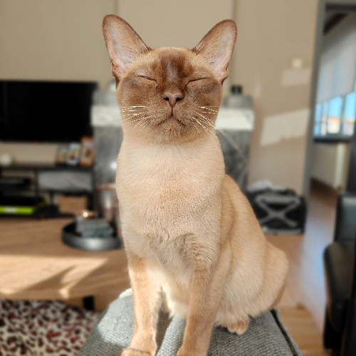 Foto van de poes