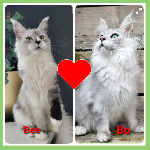 Foto van de poes