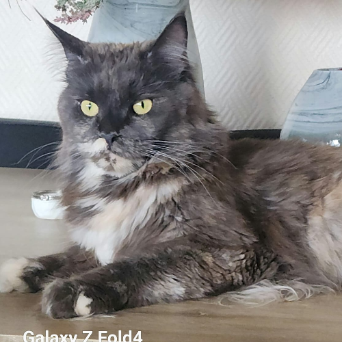 Foto van de poes