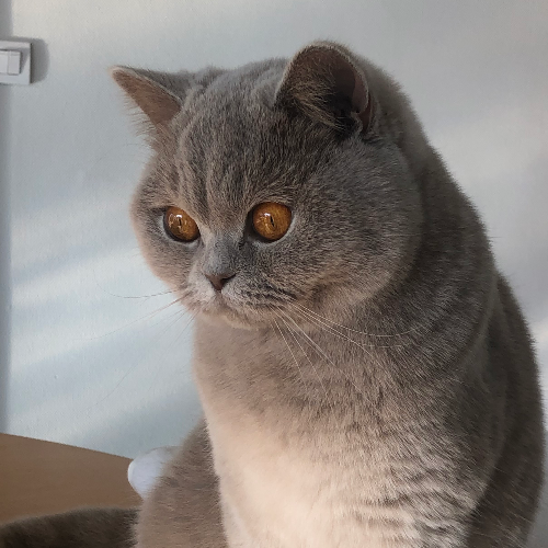 Foto van de poes
