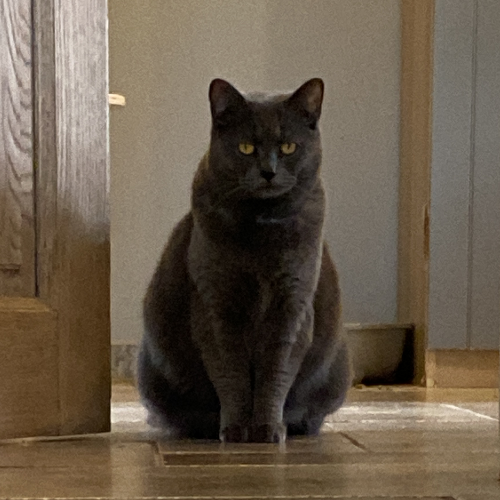 Foto van de poes