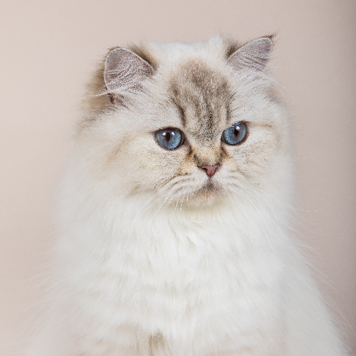 Foto van de poes