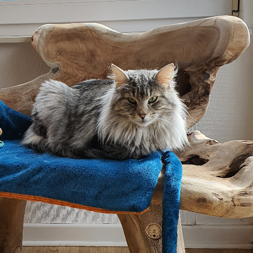 Foto van de poes