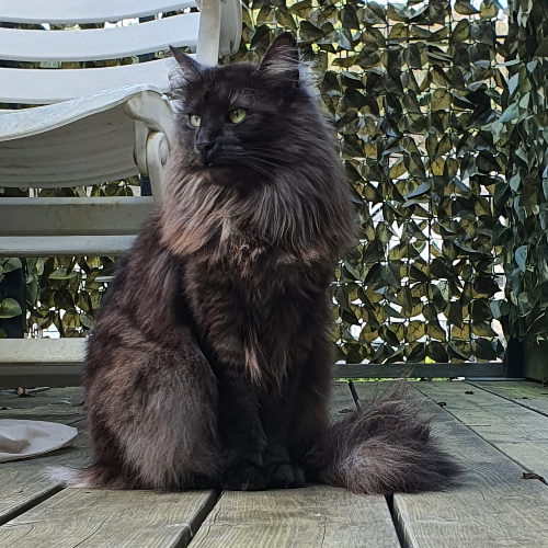 Foto van de poes
