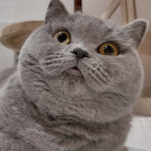 Foto van de poes