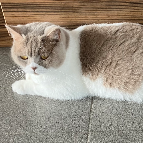 Foto van de poes