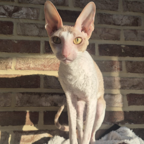 Foto van de poes