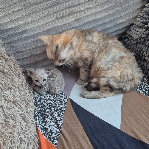 Foto van de poes