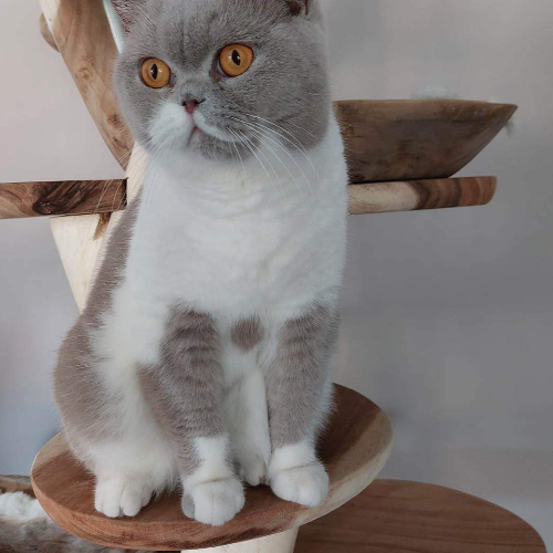 Foto van de poes