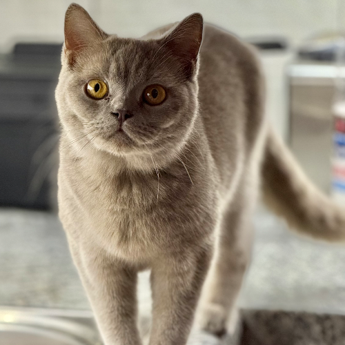 Foto van de poes