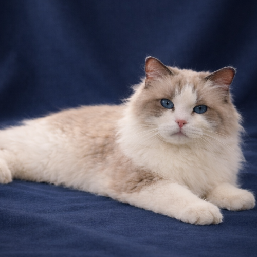 Foto van de poes