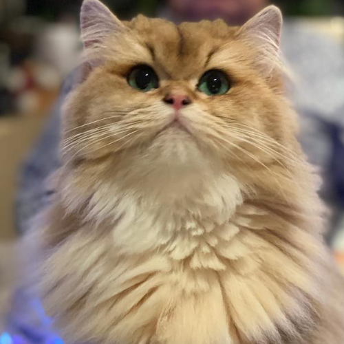 Foto van de poes