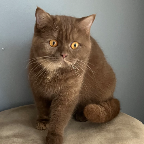 Foto van de poes