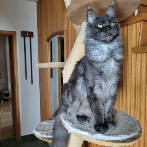 Foto van de poes