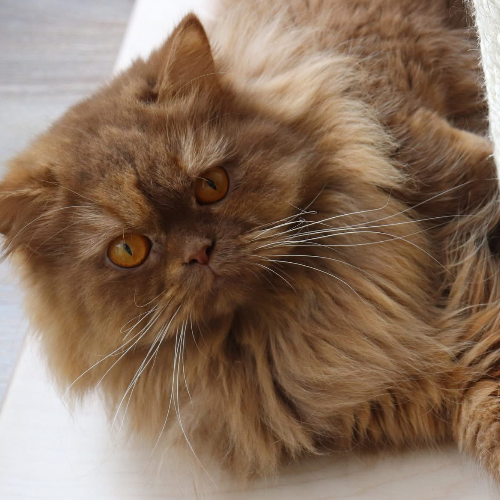 Foto van de poes
