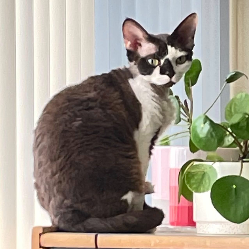 Foto van de poes