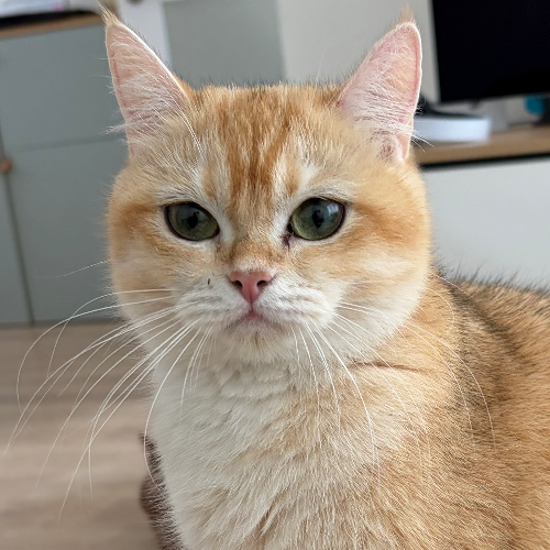 Foto van de poes