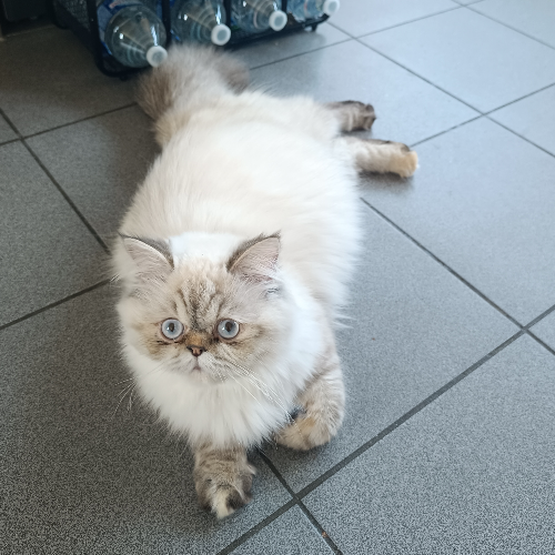 Foto van de poes
