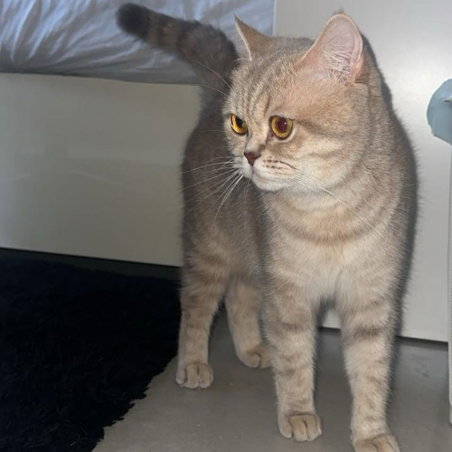 Foto van de poes