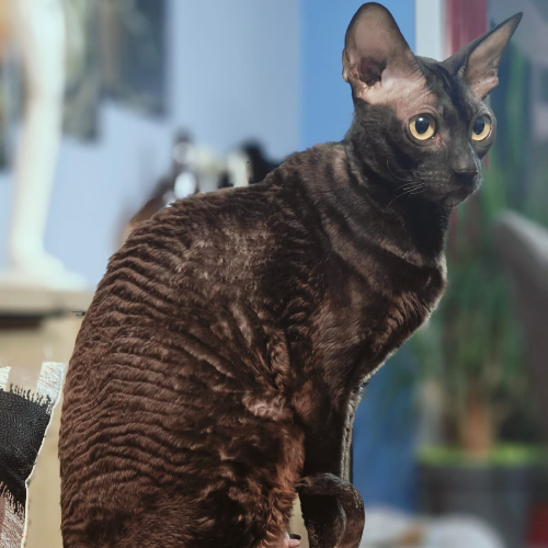 Foto van de poes