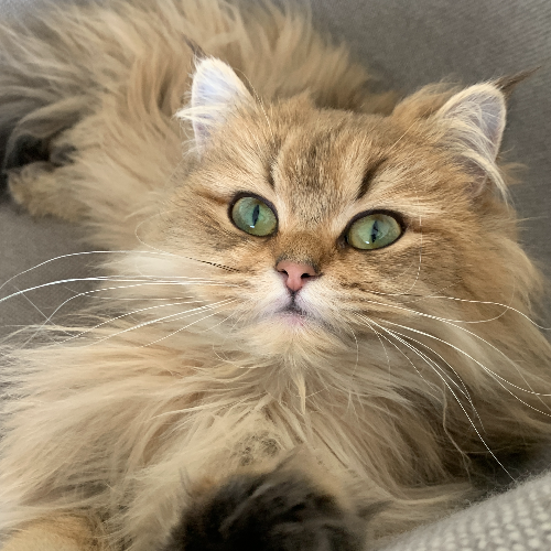 Foto van de poes