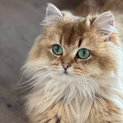 Foto van de poes