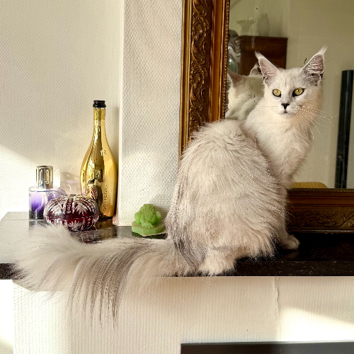 Foto van de poes