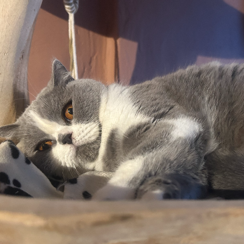 Foto van de poes