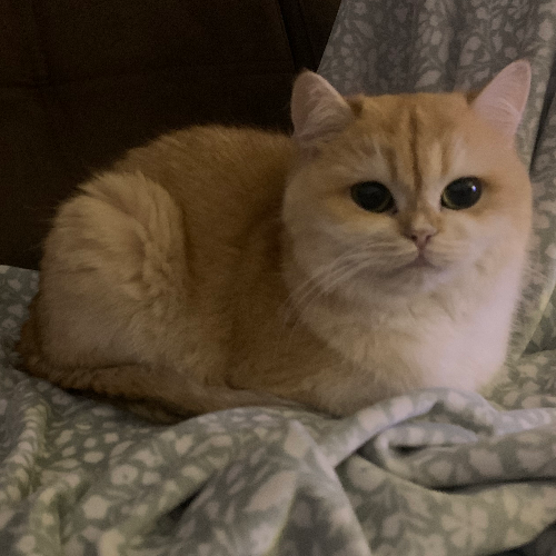 Foto van de poes