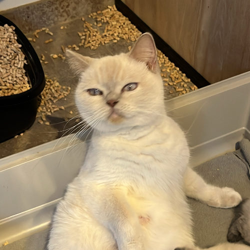 Foto van de poes