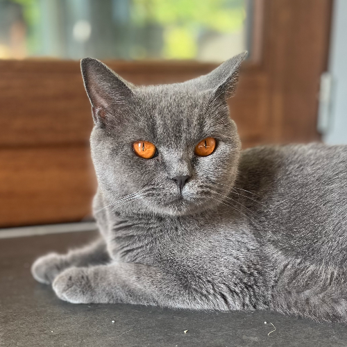 Foto van de poes