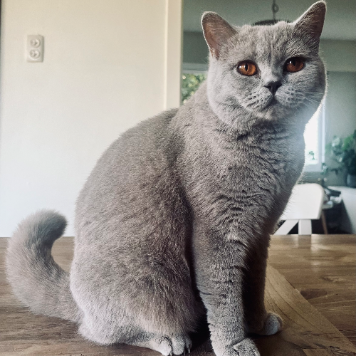 Foto van de poes