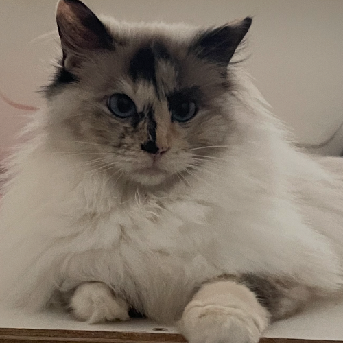 Foto van de poes