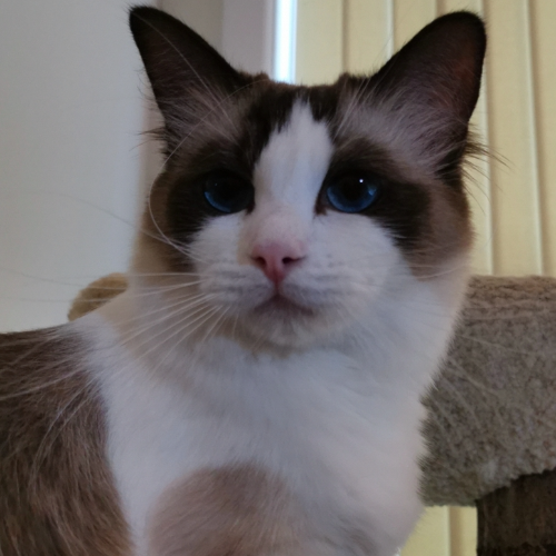 Foto van de poes