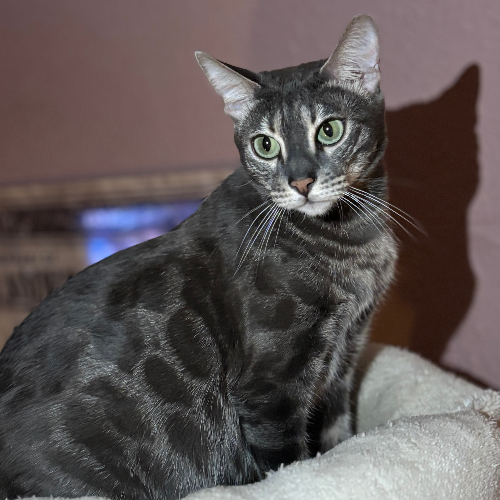 Foto van de poes